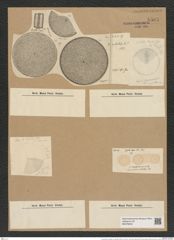 Coscinodiscus nodulifer var. apiculatus Rattr. (de-Toni-Nr.: Genus 202, Species 4981) Zeichnungen Sammlung Grunow Nr. 8593 (NHMW-BOT-W0378249)